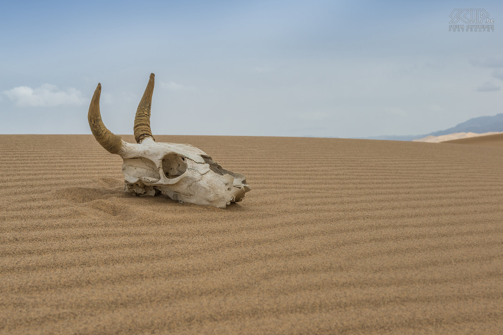 Gobi - Khongoryn Els - Schedel Khongoryn Els ook wel bekend als de ‘Singing dunes’ zijn de bekendste zandduinen van de Gobi woestijn waar slechts weinig planten en dieren kunnen overleven. Temperaturen kunnen +40° C bereiken in de zomer en -40° C in de winter. Stefan Cruysberghs